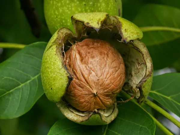 Brown_Walnut_Plant_-_Grafted_&_Perennial
