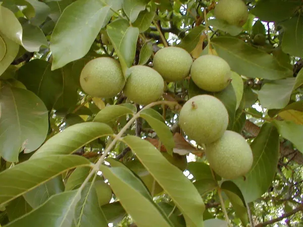 Brown_Walnut_Plant_-_Grafted_&_Perennial