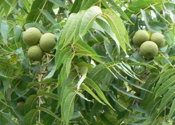 Brown_Walnut_Plant_-_Grafted_&_Perennial