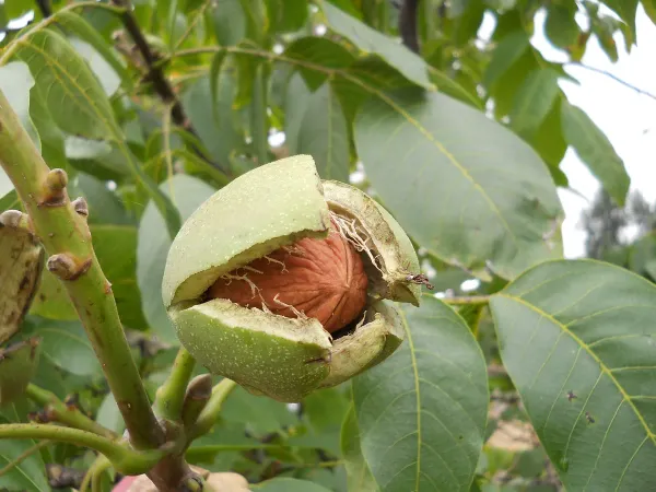 Brown_Walnut_Plant_-_Grafted_&_Perennial