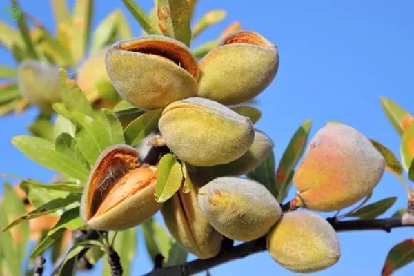 Brown_Almond_Fruit_Plant_-_Grafted_&_Perennial