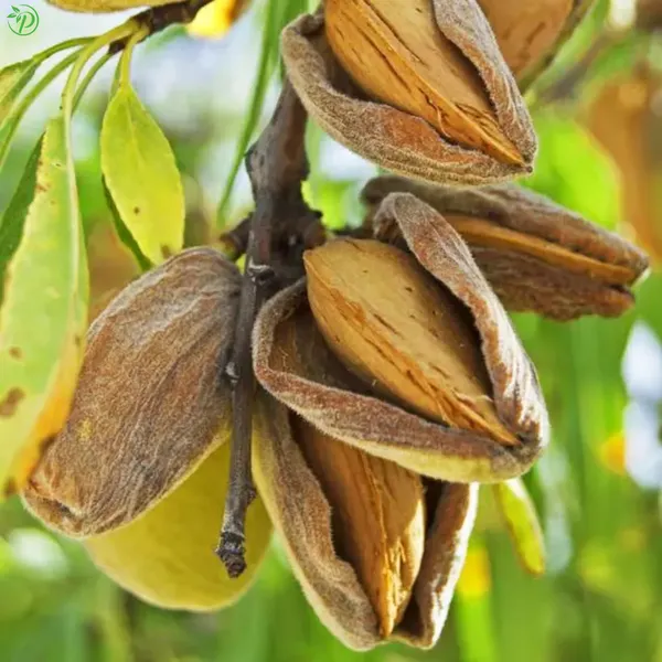 Brown_Almond_Fruit_Plant_-_Grafted_&_Perennial