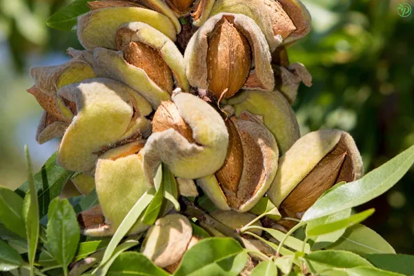Brown_Almond_Fruit_Plant_-_Grafted_&_Perennial