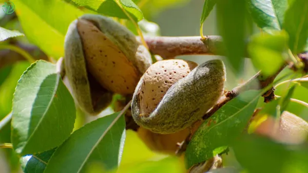 Brown_Almond_Fruit_Plant_-_Grafted_&_Perennial