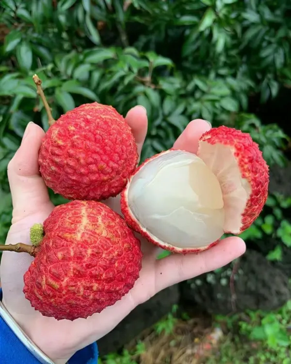 Red_Litchi_Plant_-_Grafted_&_Perennial