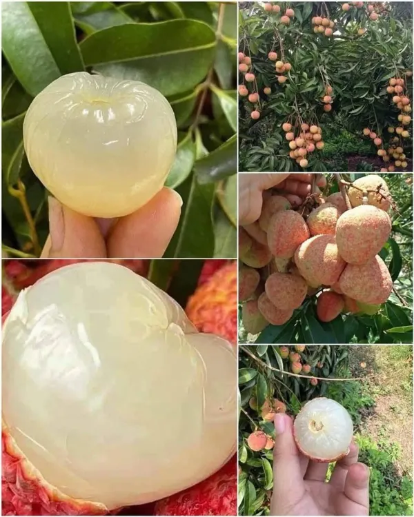 Red_Litchi_Plant_-_Grafted_&_Perennial