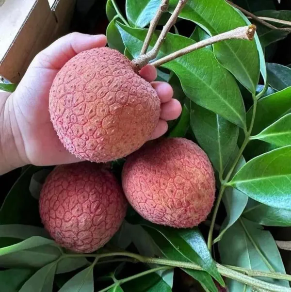 Red_Litchi_Plant_-_Grafted_&_Perennial