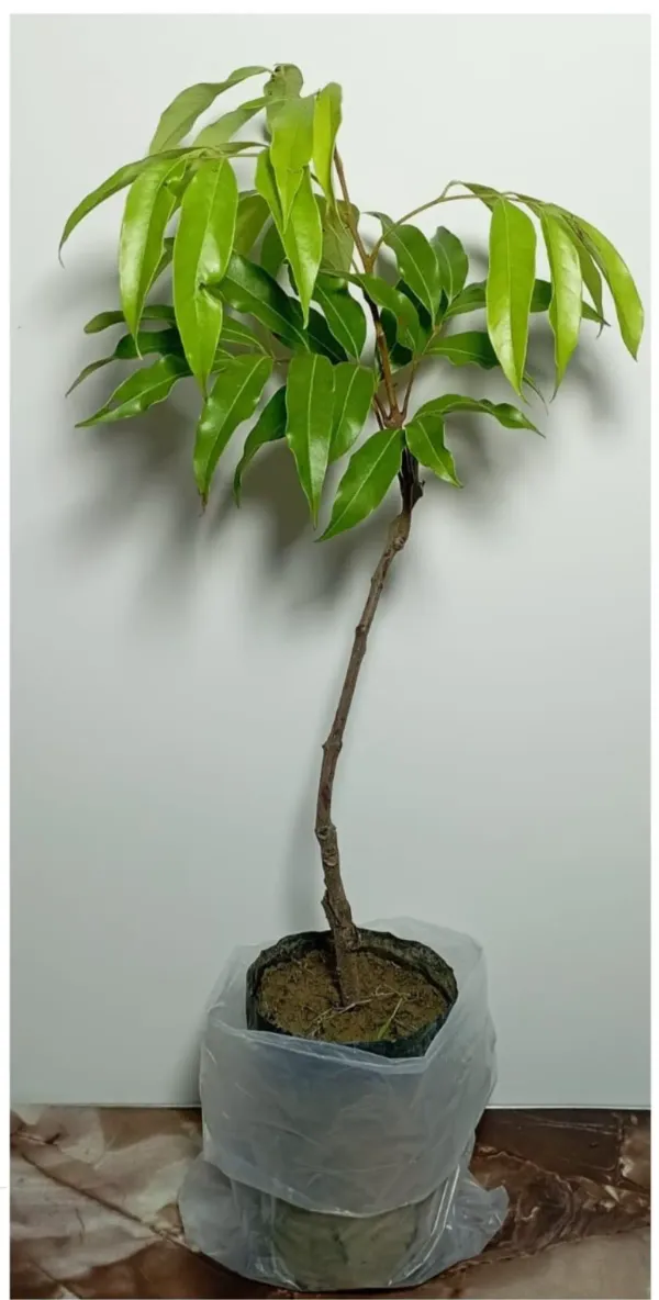 Red_Litchi_Plant_-_Grafted_&_Perennial