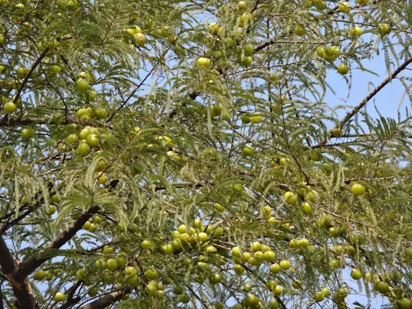 Green_Amla_Plant_-_Grafted_&_Perennial