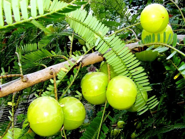 Green_Amla_Plant_-_Grafted_&_Perennial