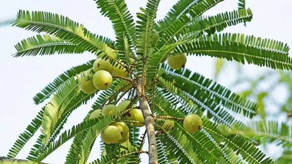 Green_Amla_Plant_-_Grafted_&_Perennial