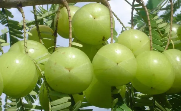 Green_Amla_Plant_-_Grafted_&_Perennial
