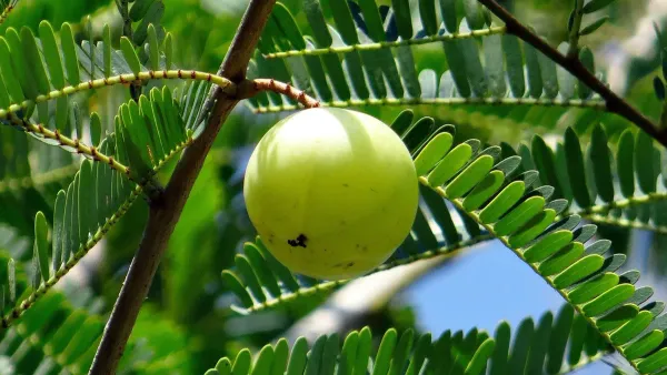 Green_Amla_Plant_-_Grafted_&_Perennial