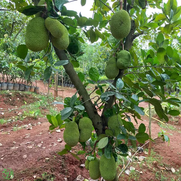 Green_Jack_Fruit_Plant_-_Grafted_&_Perennial