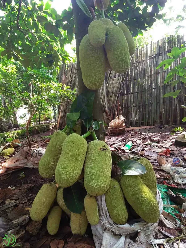 Green_Jack_Fruit_Plant_-_Grafted_&_Perennial