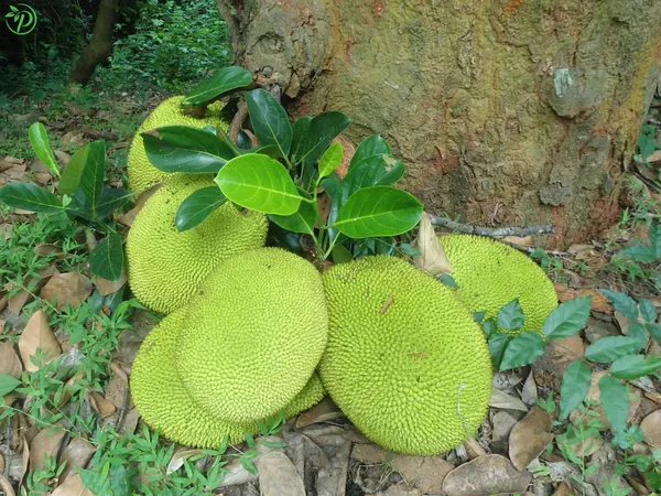 Green_Jack_Fruit_Plant_-_Grafted_&_Perennial