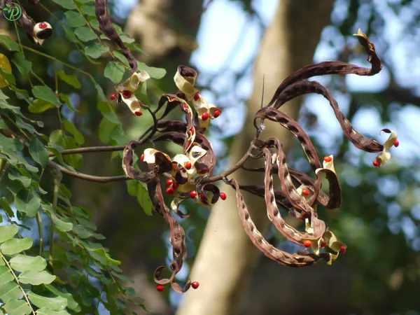 Brown_Sandalwood_Live_Plant_-_Grafted_&_Perennial