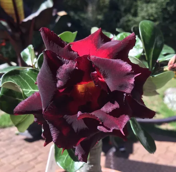 Purple_&_Black_Adenium_Plant_-_Grafted_&_Perennial