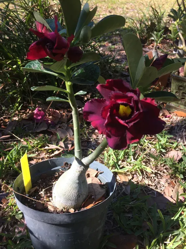 Purple_&_Black_Adenium_Plant_-_Grafted_&_Perennial