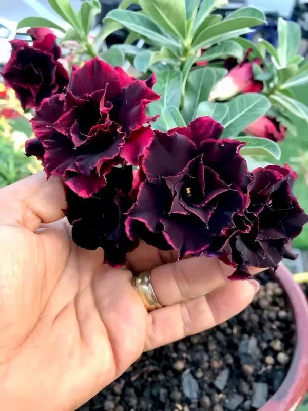 Purple_&_Black_Adenium_Plant_-_Grafted_&_Perennial