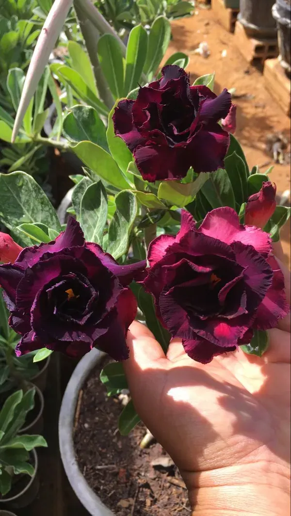 Purple_&_Black_Adenium_Plant_-_Grafted_&_Perennial