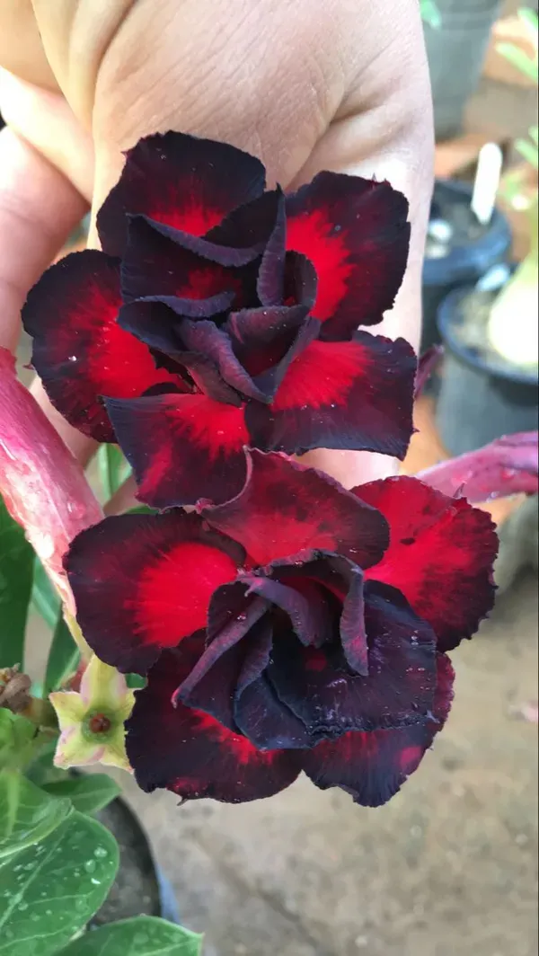 Purple_&_Black_Adenium_Plant_-_Grafted_&_Perennial