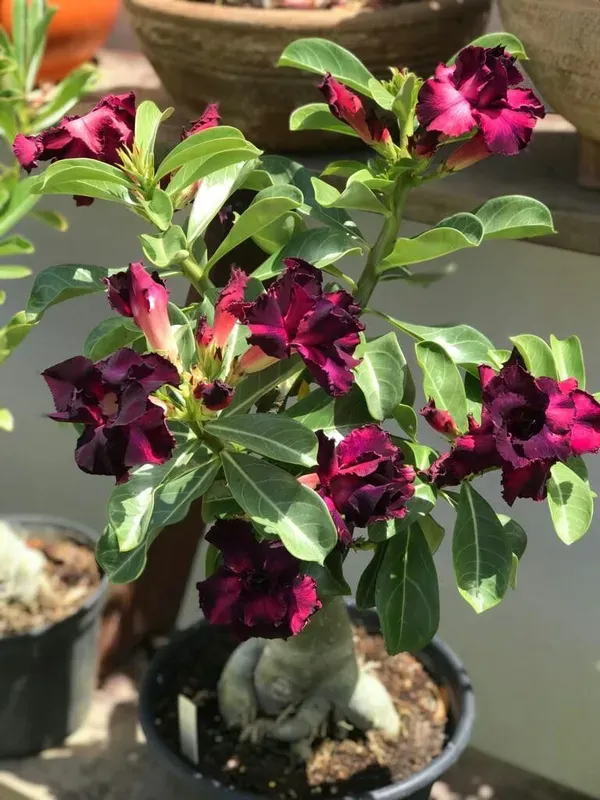 Purple_&_Black_Adenium_Plant_-_Grafted_&_Perennial