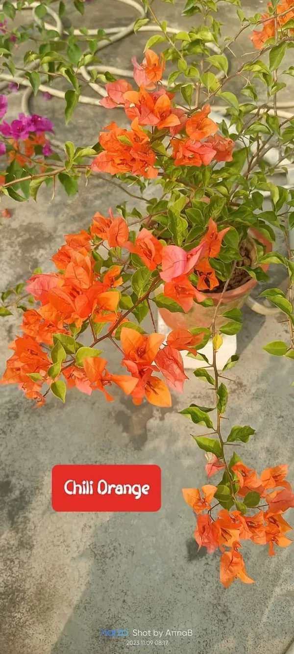 Orange_Bougainvilla_Plant_-_Grafted_&_Perennial