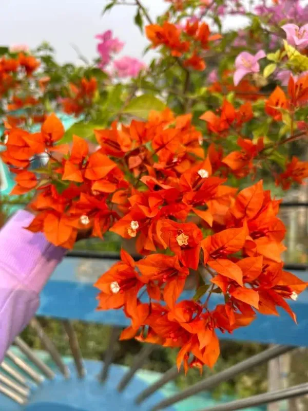 Orange_Bougainvilla_Plant_-_Grafted_&_Perennial
