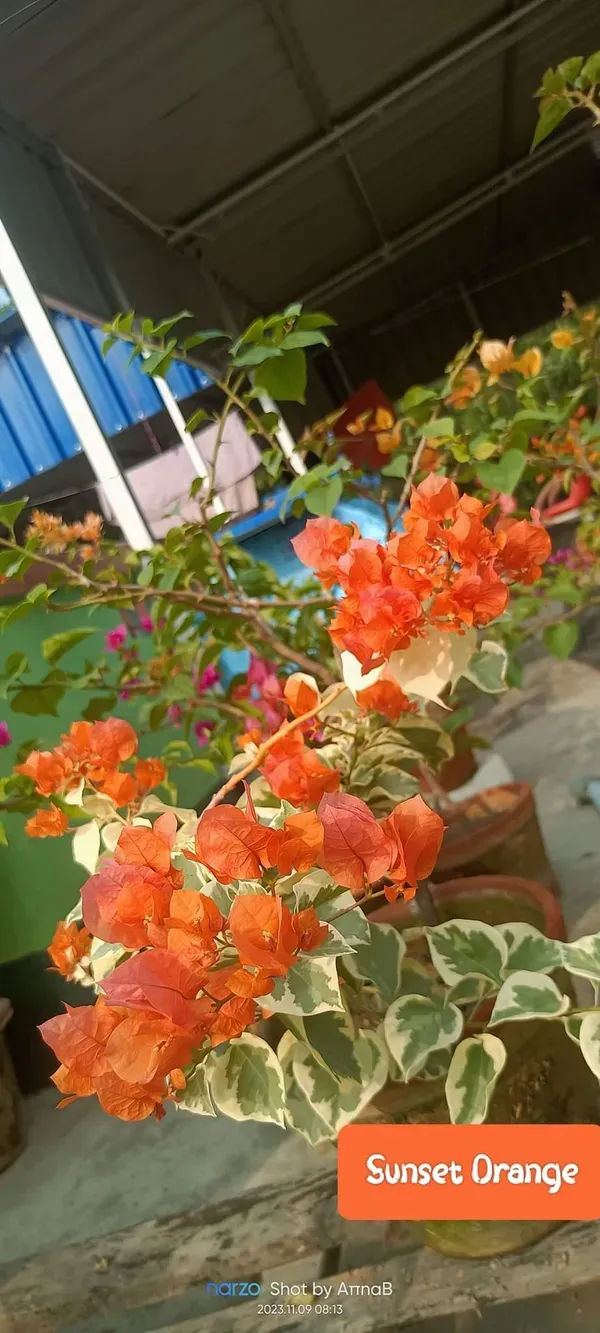 Orange_Bougainvilla_Plant_-_Grafted_&_Perennial