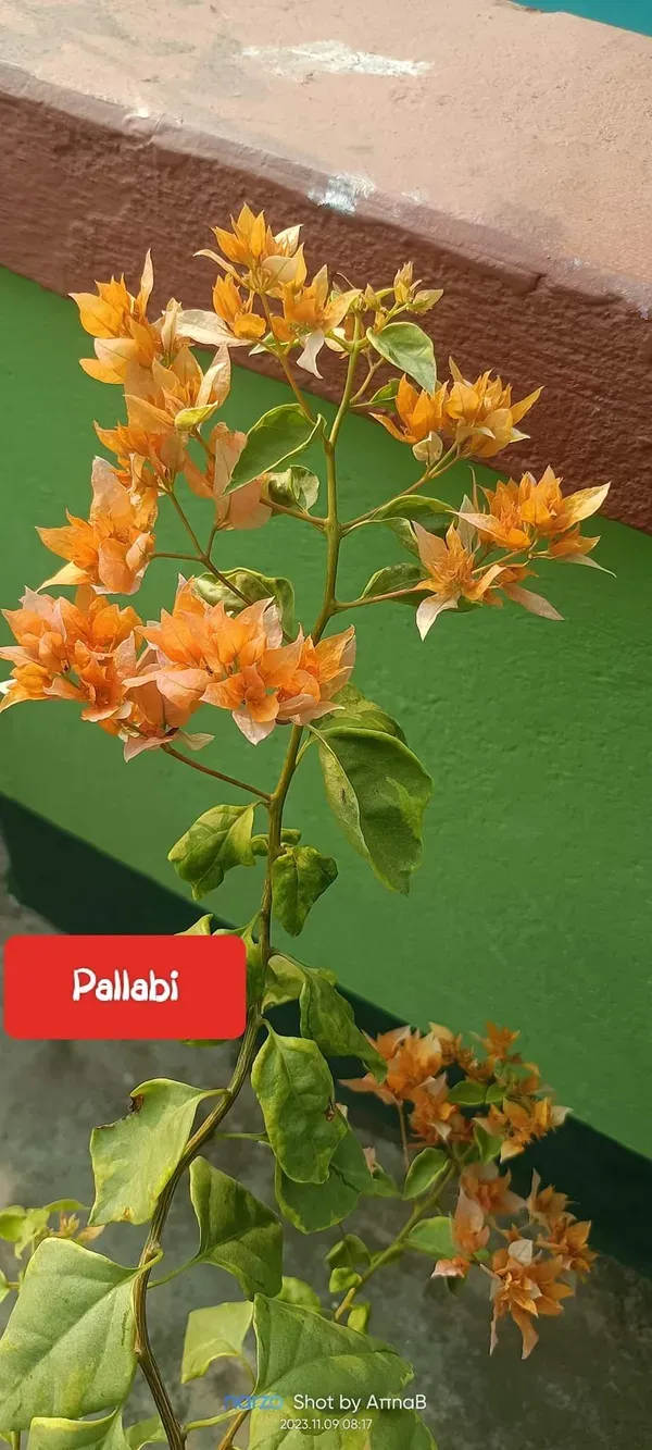 Orange_Bougainvilla_Plant_-_Grafted_&_Perennial