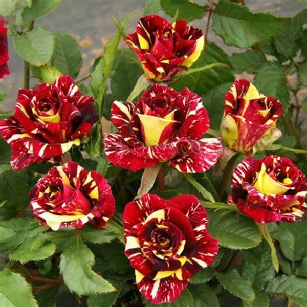 Dark_Red_Rose_Plant_-_Grafted_&_Perennial