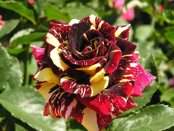 Dark_Red_Rose_Plant_-_Grafted_&_Perennial
