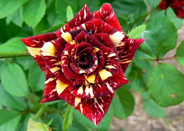 Dark_Red_Rose_Plant_-_Grafted_&_Perennial