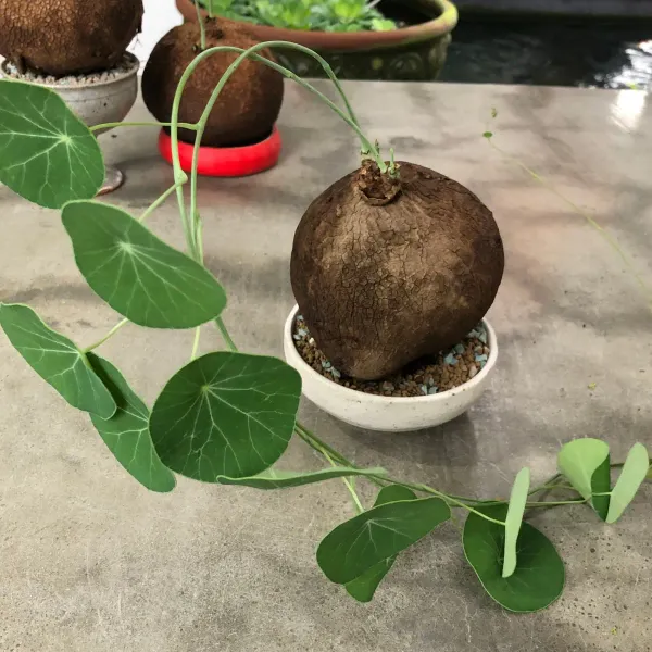 Green_Stephania_Erecta_Live_Plant_-_Grafted_&_Perennial