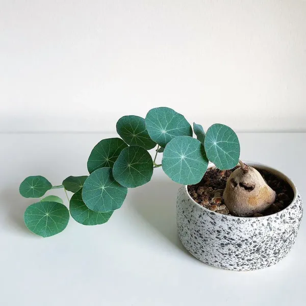 Green_Stephania_Erecta_Live_Plant_-_Grafted_&_Perennial