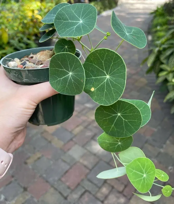 Green_Stephania_Erecta_Live_Plant_-_Grafted_&_Perennial