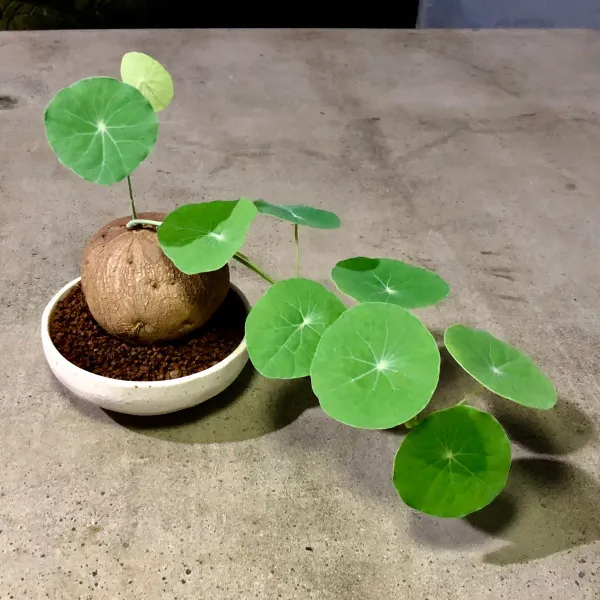 Brown_Stephania_Erecta_Live_Plant_Bulbs_-_Grafted_&_Perennial