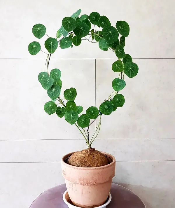 Brown_Stephania_Erecta_Live_Plant_Bulbs_-_Grafted_&_Perennial