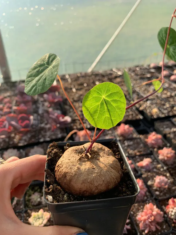 Brown_Stephania_Erecta_Live_Plant_Bulbs_-_Grafted_&_Perennial
