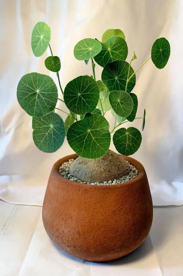 Brown_Stephania_Erecta_Live_Plant_Bulbs_-_Grafted_&_Perennial