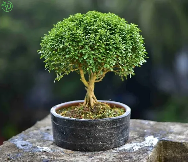 Green_Table_Kamini_Air_Purifying_Live_Plant_-_Grafted_&_Perennial