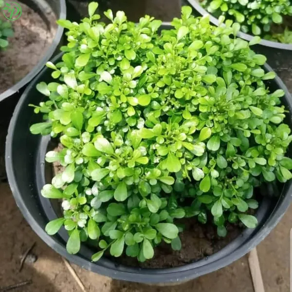 Green_Table_Kamini_Air_Purifying_Live_Plant_-_Grafted_&_Perennial