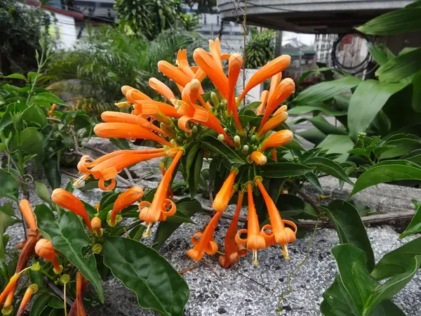 Orange_Venusta_Plant_-_Grafted_&_Perennial