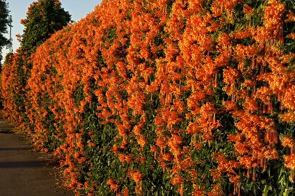 Orange_Venusta_Plant_-_Grafted_&_Perennial