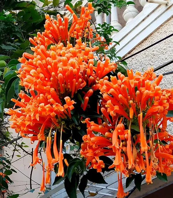 Orange_Venusta_Plant_-_Grafted_&_Perennial