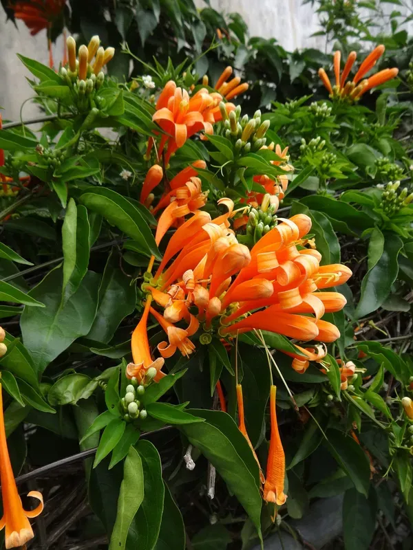 Orange_Venusta_Plant_-_Grafted_&_Perennial