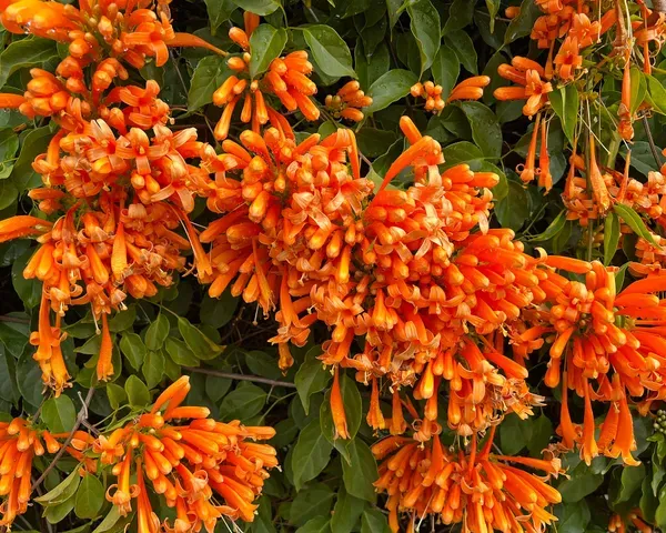 Orange_Venusta_Plant_-_Grafted_&_Perennial
