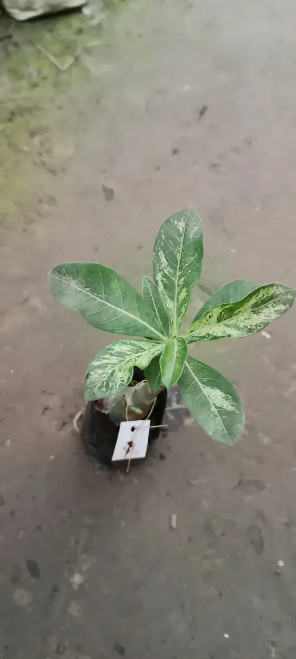 Pink_Adenium_Plant_-_Grafted_&_Perennial