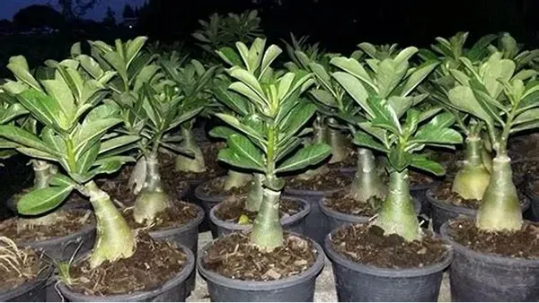 Pink_Adenium_Plant_-_Grafted_&_Perennial